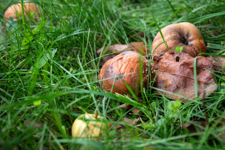 Rotten apples lying on the ground in tall green grass. Natural decomposition, mold growth and food...