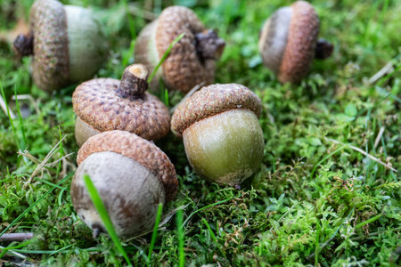 Close up of fresh green and brown oak acorns on soft moss and grass forest floor