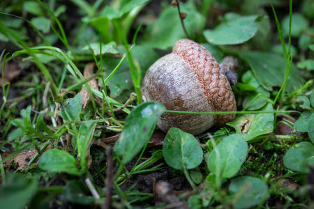 Single brown oak acorn with textured cap resting on moist green forest ground among fresh leaves and grassの写真素材