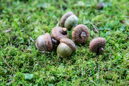 Close up of fresh autumn acorns lying on natural green moss and grass in the forestの写真素材