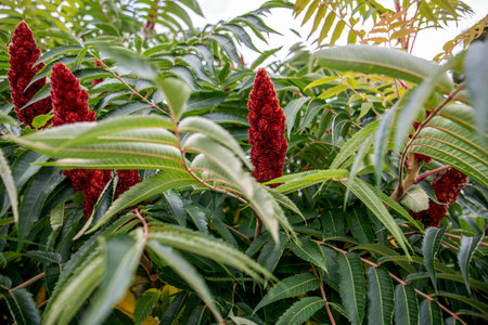Detailed view of staghorn sumac showing bright red conical fruit clusters surrounded by lush green...