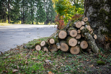 Stack of freshly cut tree logs covered with moss near a park path in autumn forest environment