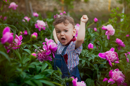 a little boy in a jeans suit among the bushes of pink peonies, a cry of victory and gleeの写真素材