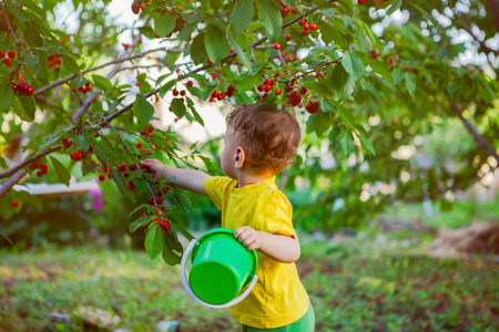 a child in a bright yellow T-shirt collects cherries in a garden plot, a back viewの写真素材