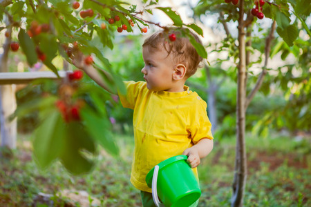 a small boy, an infant, in a bright yellow T-shirt collects a sweet cherryの写真素材