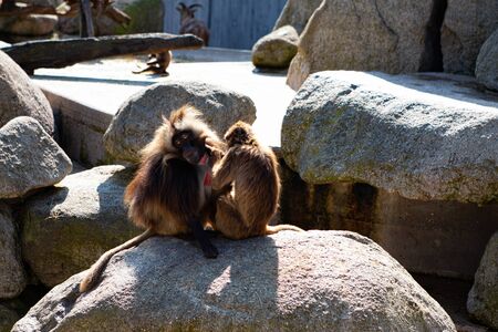 Mother and baby monkey take care of each other with happiness.Monkey Conservation Conceptの写真素材