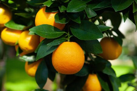 Ripe tangerines on a tree branch. Blue sky on the background. Citrus backgroundの写真素材
