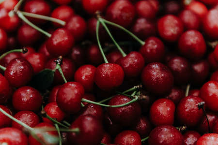 Close up of pile of ripe cherries with stalks and leaves. Large collection of fresh red cherries.の写真素材