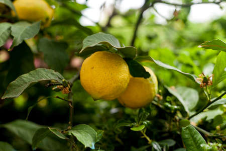 ripe lemon growing on a tree. Close-up, two lemons on a tree. Organic fruits, citrus fruits in the garden, health and vitamins from nature. Natural products.の写真素材