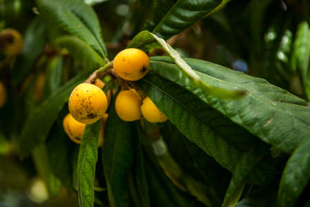 medlar tree. Turkish national fruit medlar, ripe fruits on the tree. natural products, fruitsの写真素材