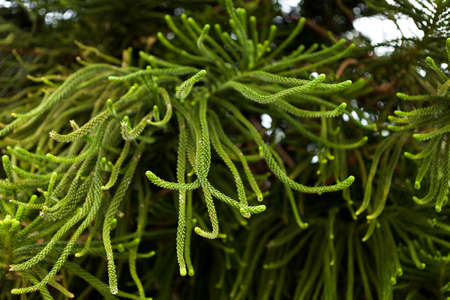 green branches, juicy bright leaves and needles. The background is vegetative