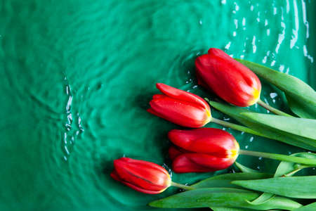 Holiday Bouquet of Red Flowers on green background with water. beautiful background of fresh tulips, symbol of warmth and spring . mock upの写真素材