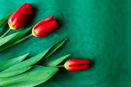 three tulips on a green background of water. background ripples of water illuminated by the sun. mock up.の写真素材