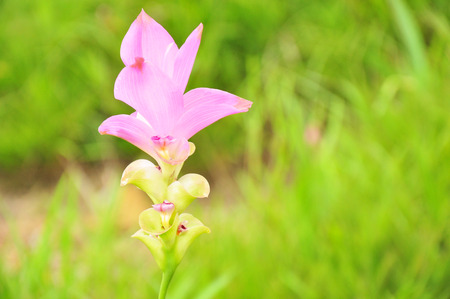 Pink siam tulipの写真素材