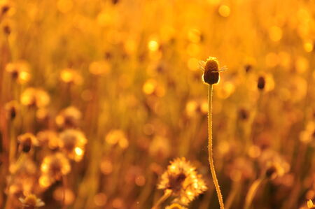 flower of warmingの写真素材