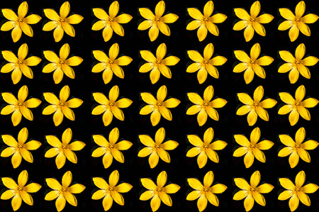 yellow flower on blackgroundの写真素材