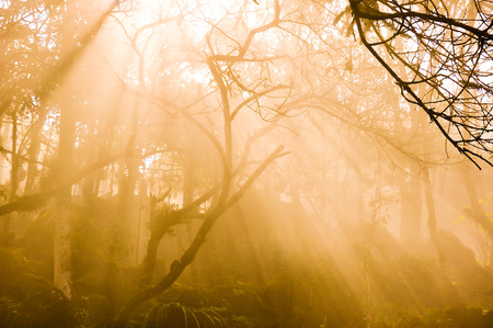 beam of orange light in the fogの写真素材