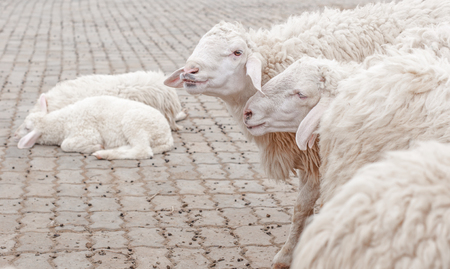 sheep in the farm are waiting for the foodの写真素材