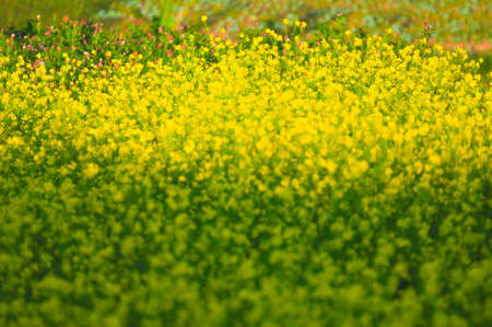 yellow and green flower blurred background