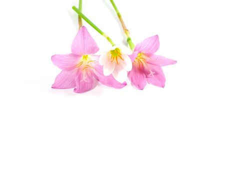pink Rain lily flower on white background, isolatedの写真素材