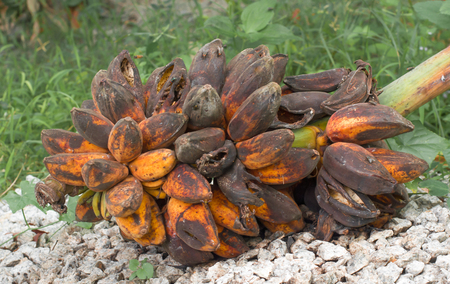 bunch of banana be rotten on natureの写真素材