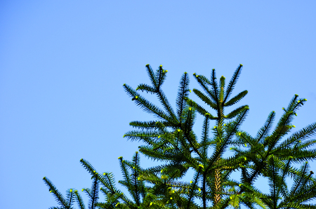 Pine tree branch above blue clear sky backgroundの写真素材