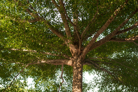 Under the shade of a tree