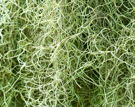 Spanish Moss background