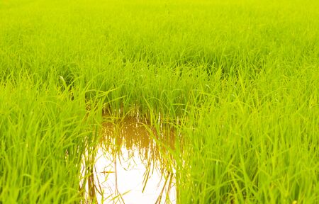 rice of field in sunrise periodの写真素材