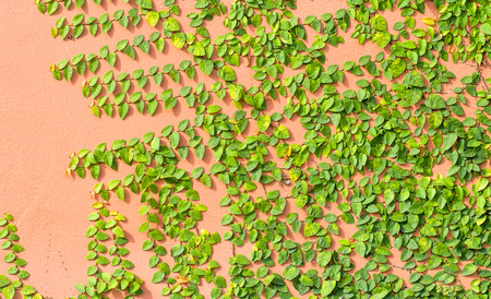 Climbing Ficus pumila on red or orange wallの写真素材