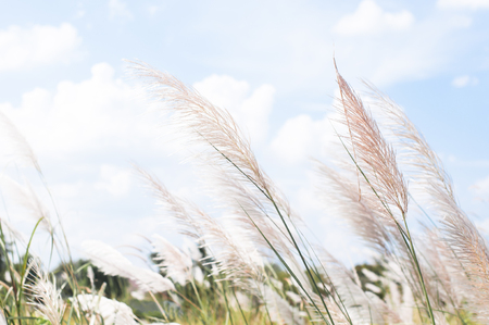 blurred grayish grass flower on blue skyの写真素材