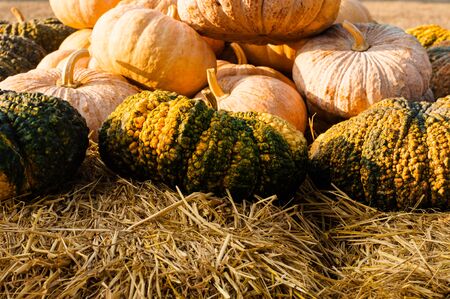 Orange and green pumpkin pile on a farm