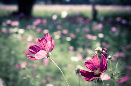 Pink cosmos flowers in the garden with retro filter effectの写真素材