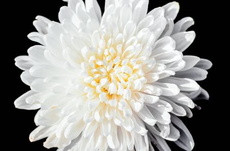 closeup a pollen of white chrysanthemum black isolated backgroundの写真素材