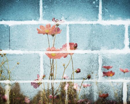 pink color of cosmos flower field on wooden texture background. vintage color tone with filter color effectの写真素材
