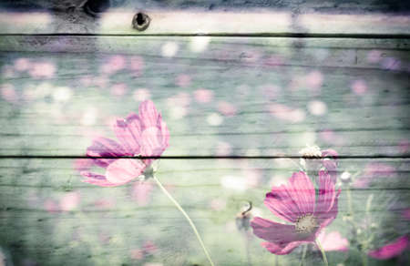 pink color of cosmos flower field on wooden wall texture background. vintage color tone with filter color effectの写真素材
