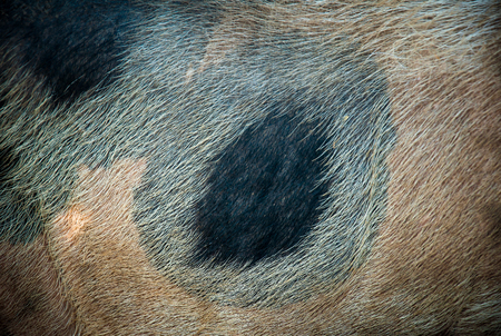 closeup of wild pig skin and fur. Good background or texture