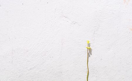 Green ivy plant close up on white concrete backgroundの写真素材