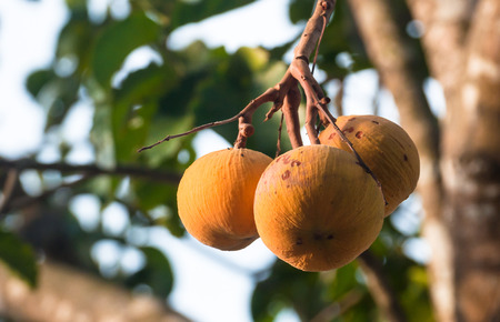 raw of santol three units on treeの写真素材