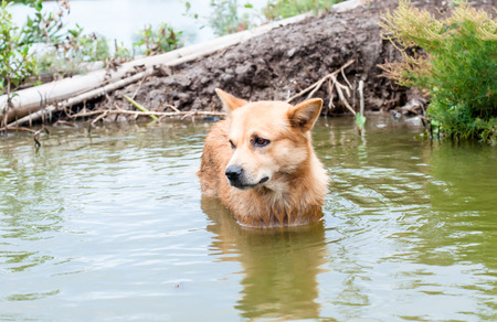 dog is soak in water with eye contact looking for ownerの写真素材