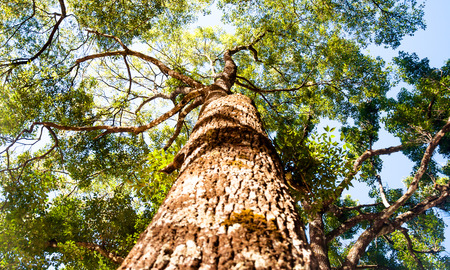 Under the shade of tall trees in tropical