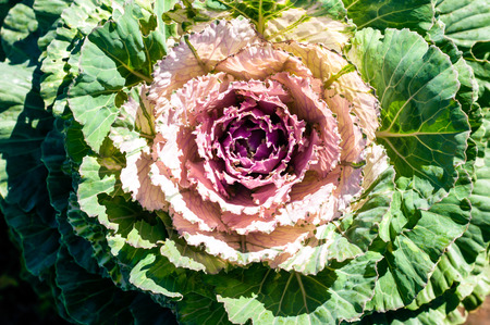 colorful of Cabbage Ornamental flower in garden