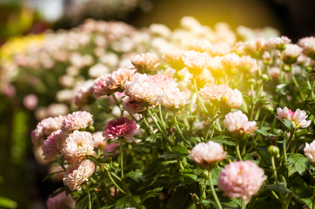 White chrysanthemum flower in the garden with the sunlightの写真素材