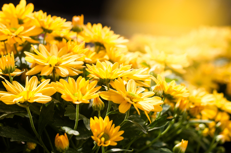 yellow  chrysanthemum flower in the garden with the sunlightの写真素材