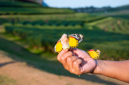 many yellow butterfly are eat monkey apple fruit in hand among nature backgroundの写真素材