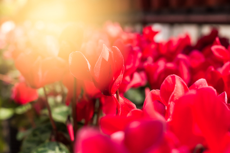 red flower in the garden with the sunlightの写真素材