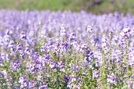 purple forget me not flower field on sunny beautiful dayの写真素材