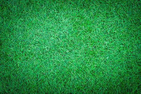 texture of Green grass  yard backgroundの写真素材