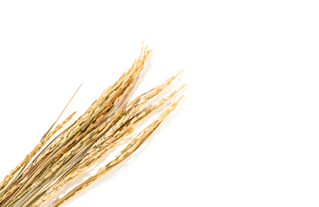 paddy rice on white background. ears of paddy rice, copy spaceの写真素材
