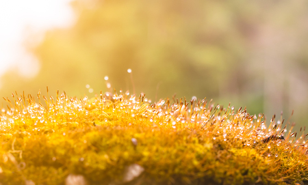 Ferns or mosses on trunk and dew drops in the forest with sunlightの写真素材